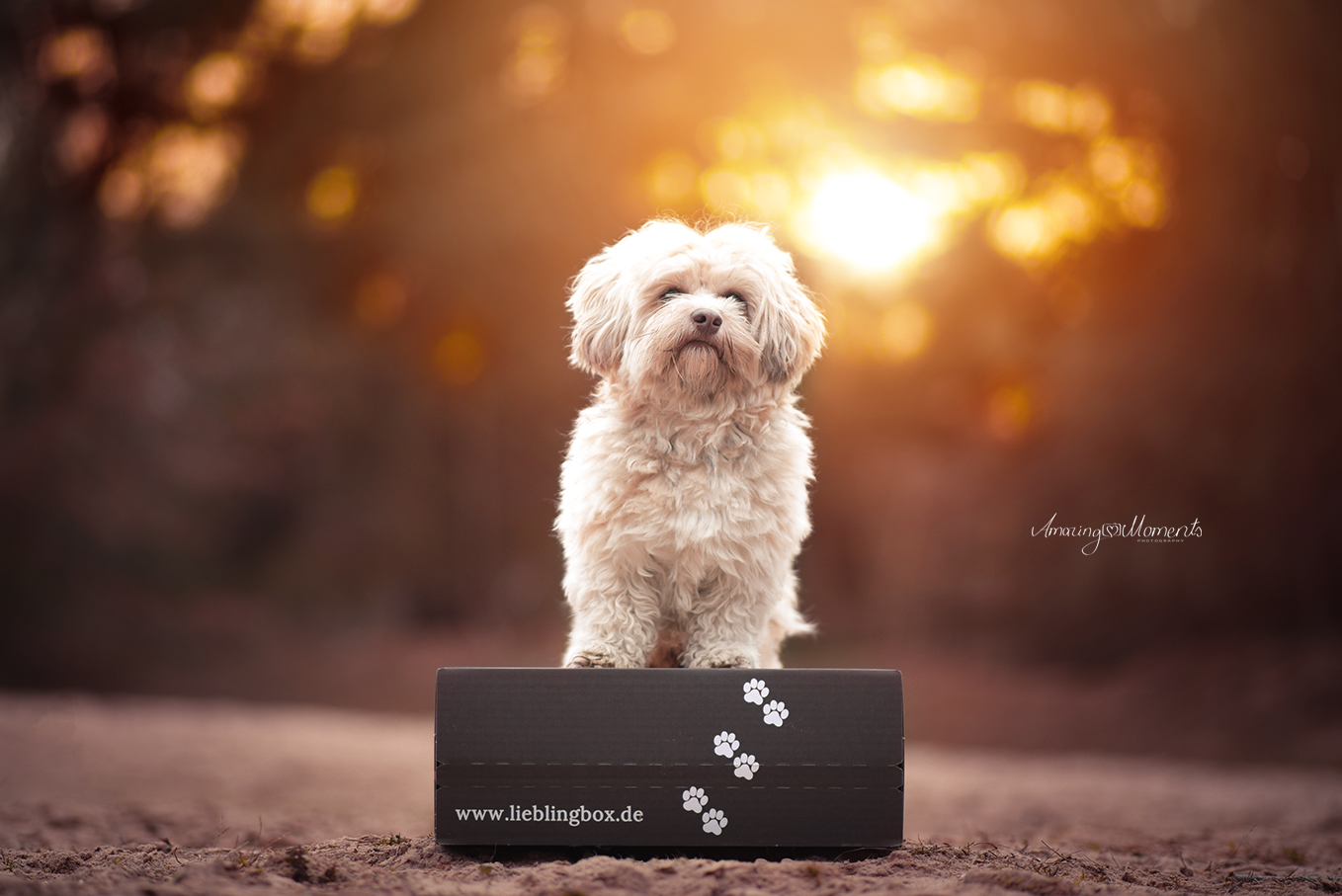Die Lieblingbox für Hunde in Rülzheim