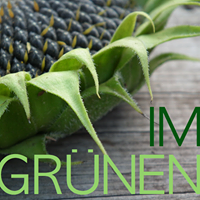 Sonnenblume im Grünen in Schwerin