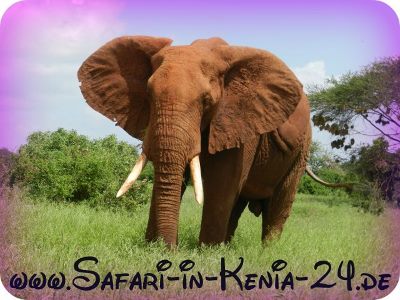 Umbrella Investments & Safaris in Kenia in Schallstadt