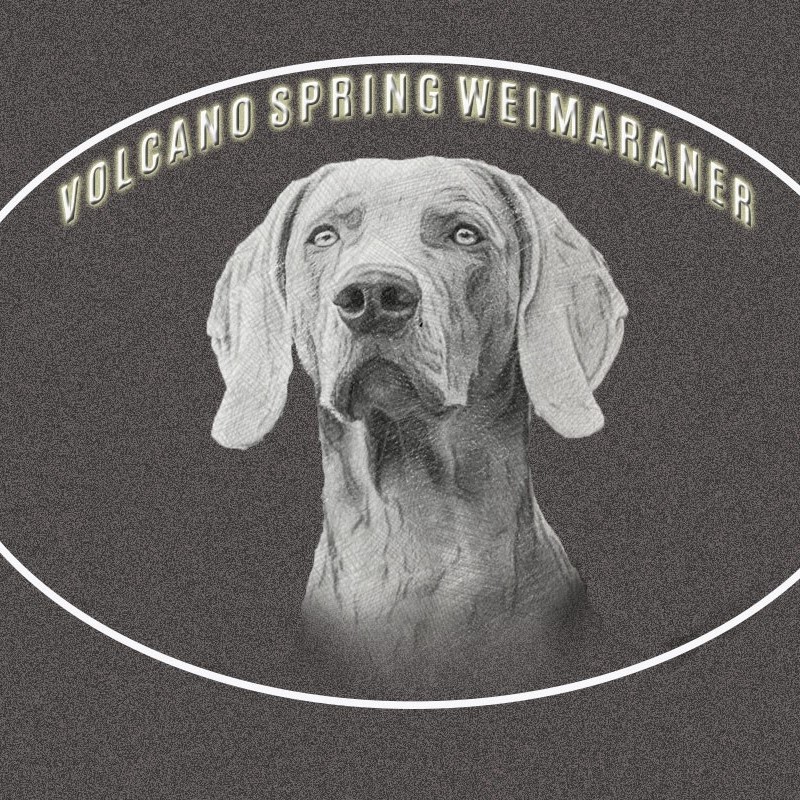 Volcano Spring - Weimaraner Züchter