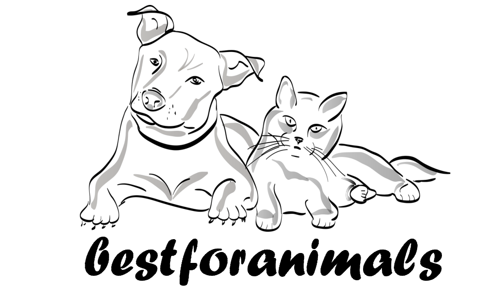 bestforanimals in Bergheim