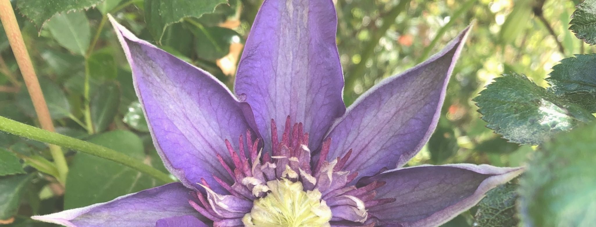 Naturheilpraxis Ivonne Adams in Buchholz