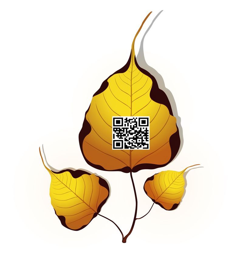 Thaimassage Praxis Dresden