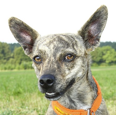 Hundeschule Amperland